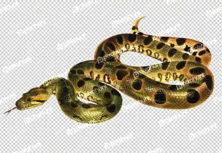 Isolated Tropidolaemus wagleri snake closeup
