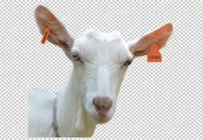 Portrait of domestic goat on farm, wooden surface transparent background 