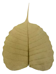 Bodhi leaves dry and fall to the ground. It is a symbol of Buddhism