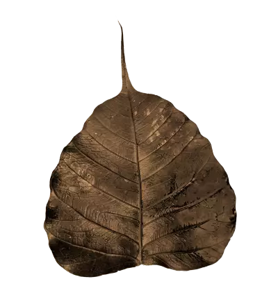 skeleton leaf pho dried 