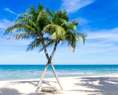 Two palm trees on a beach are leaning toward each other and their trunks are crossed