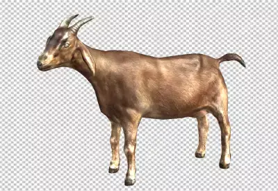 Mouflon ram | Goat