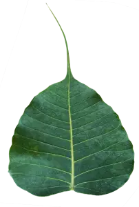 Green leaf Pho leaf, (bo leaf,bothi leaf) isolated