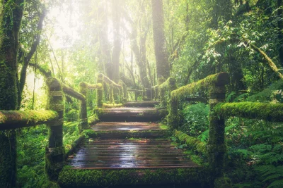 looking up at a wooden walkway that leads through a lush green forest