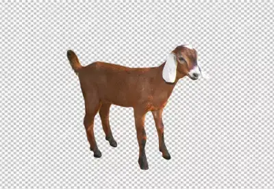Closeup shot of the head of a goat transparent background 